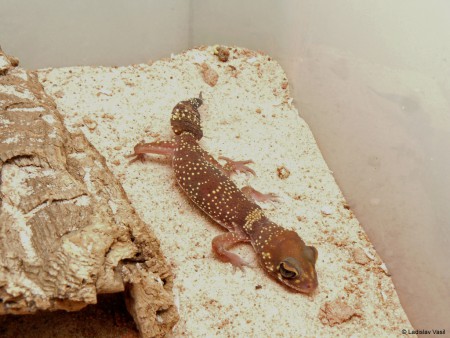 Underwoodisaurus milii 1.0